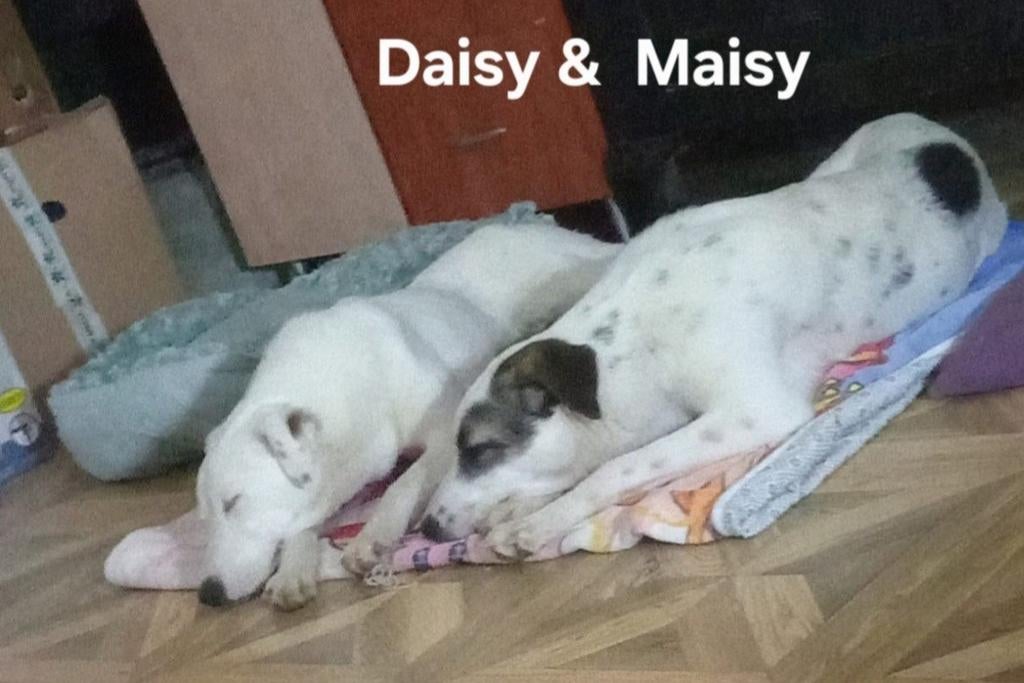 Daisy en Maisy zoeken baasje, Particulier, 15 weken tot 1 jaar, Buitenland, Parvo