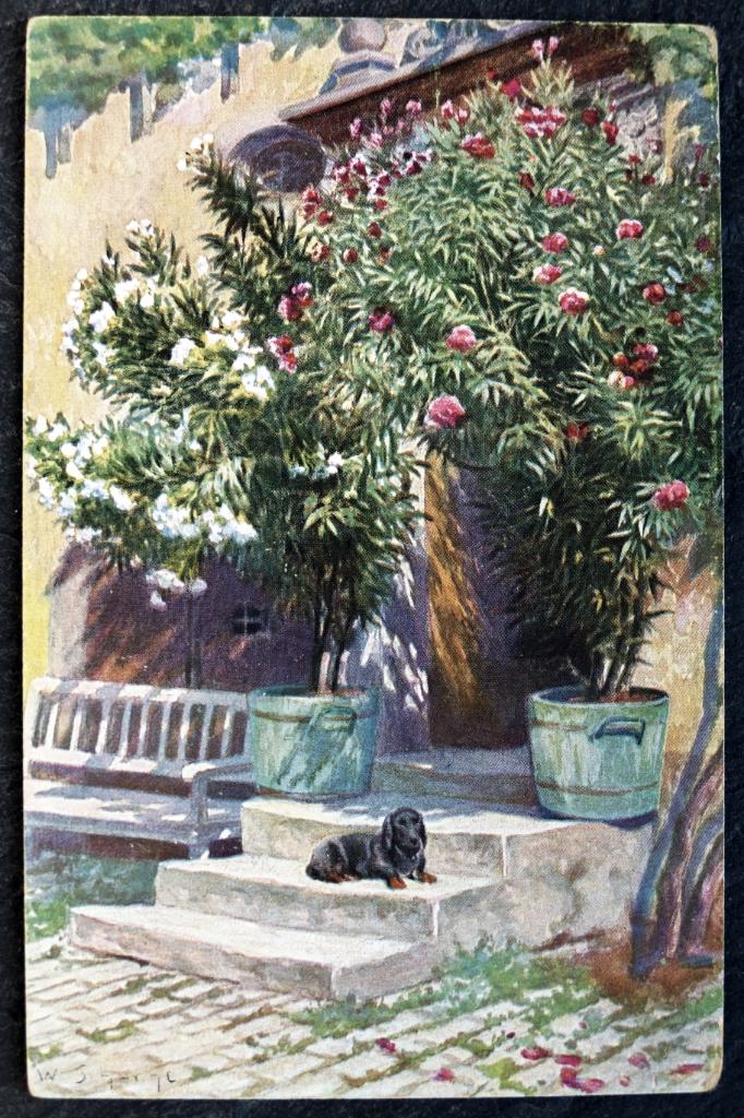 De teckel geniet heerlijk in het zonnetje, W. Schacht, Ophalen of Verzenden, Voor 1920, Ongelopen, Hond of Kat