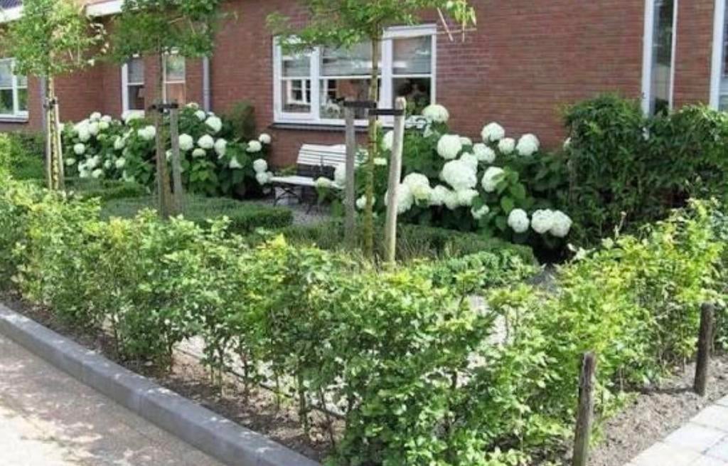 Haagbeuken en Beukenhagen haagplanten, Tuin en Terras, Planten | Bomen, Ophalen of Verzenden, Bloeit niet, Halfschaduw, Overige soorten