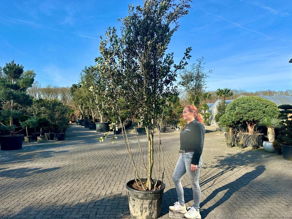 Meerstammige steeneik natuurlijke groeivorm ( Quercus ilex)