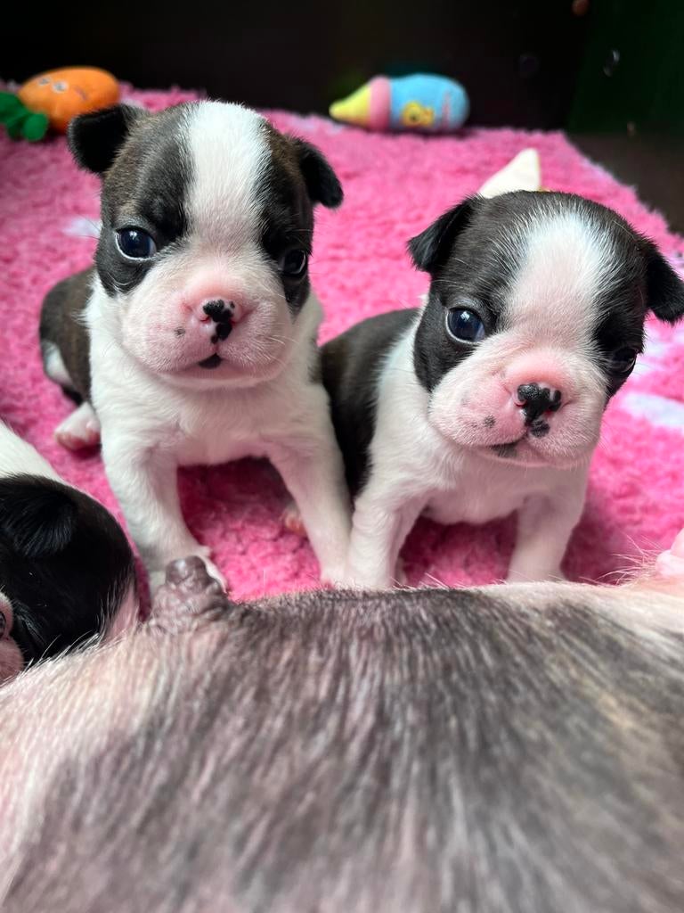Boston terriër pups, Dieren en Toebehoren, Parvo, Overige rassen, 8 tot 15 weken, Meerdere
