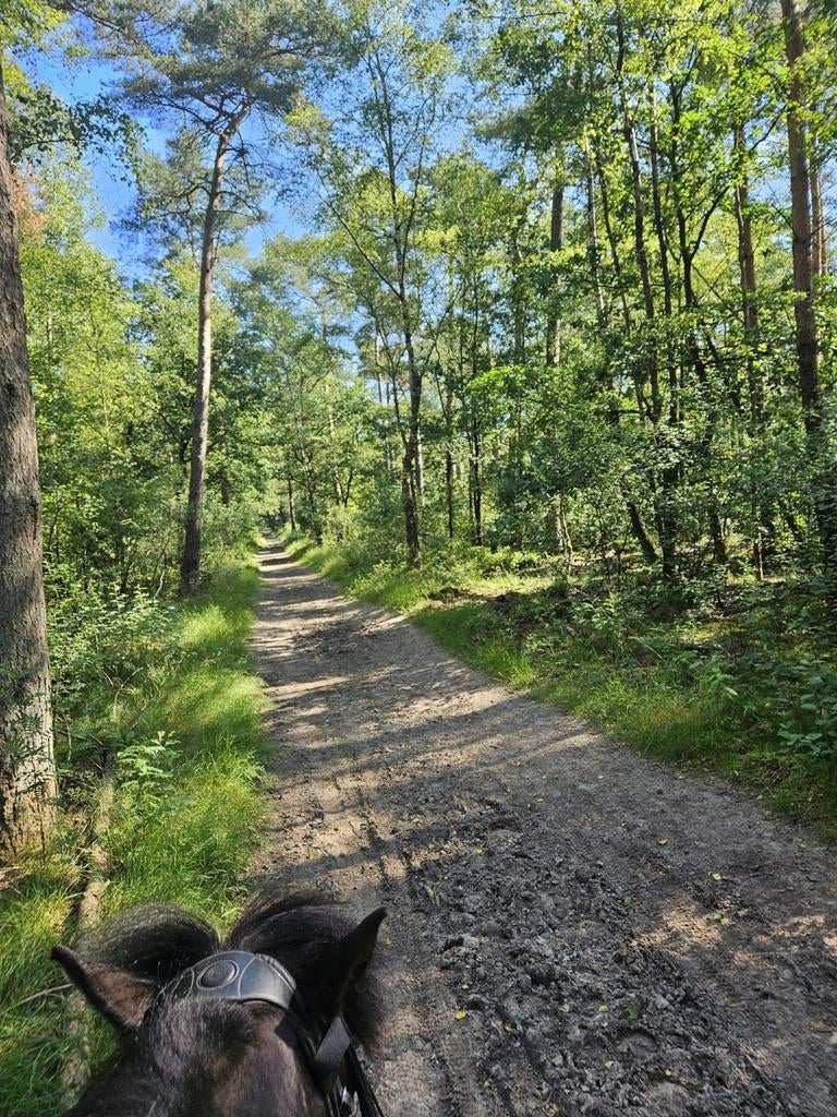 Stalling strak aan het bos, Weidegang