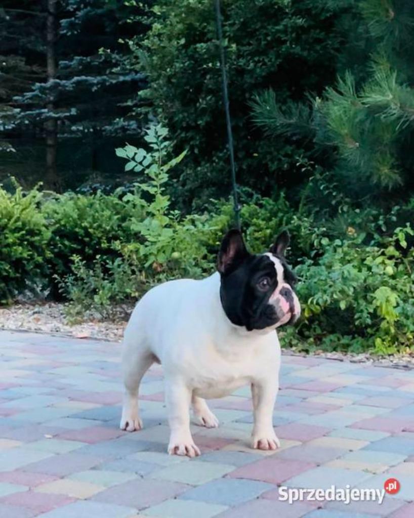 Franse Bulldog, Dieren en Toebehoren, Buitenland, Parvo, Bulldog, Meerdere