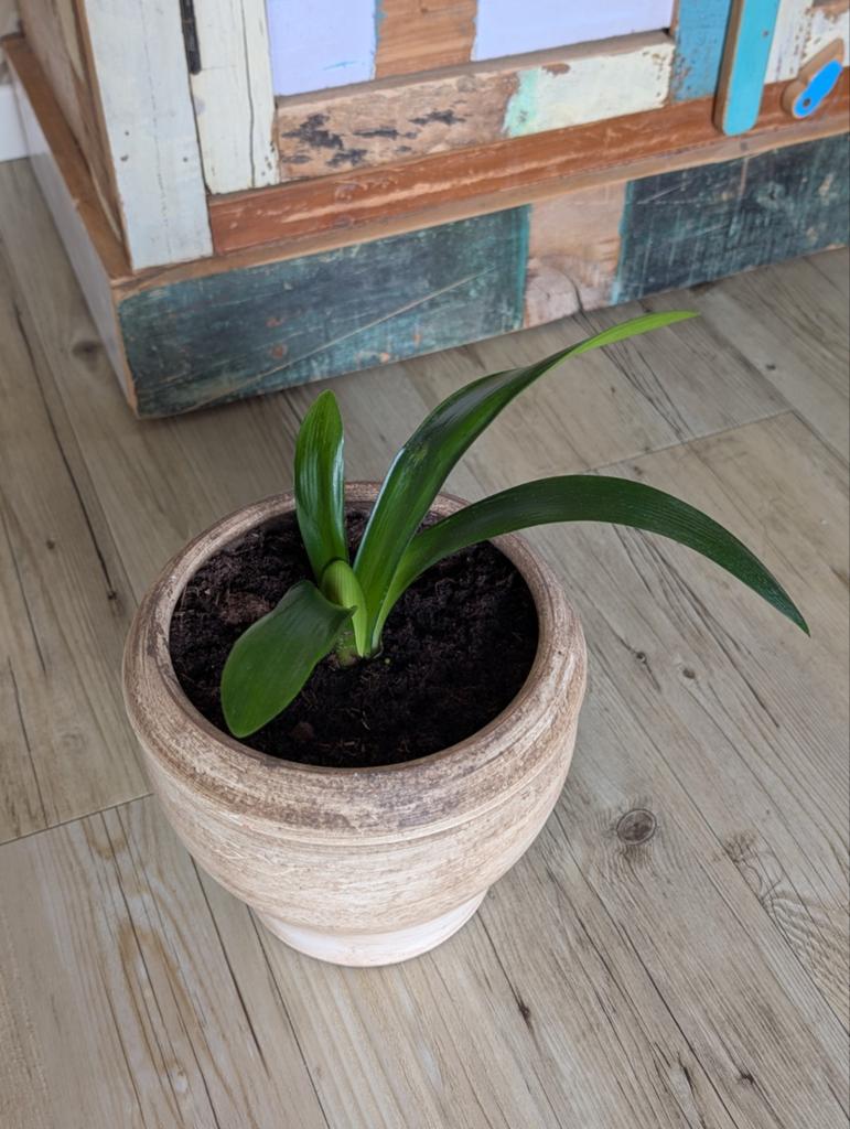 Mooie clivia kamerplant (inclusief bloempot), Ophalen, Overige soorten, Halfschaduw, In pot