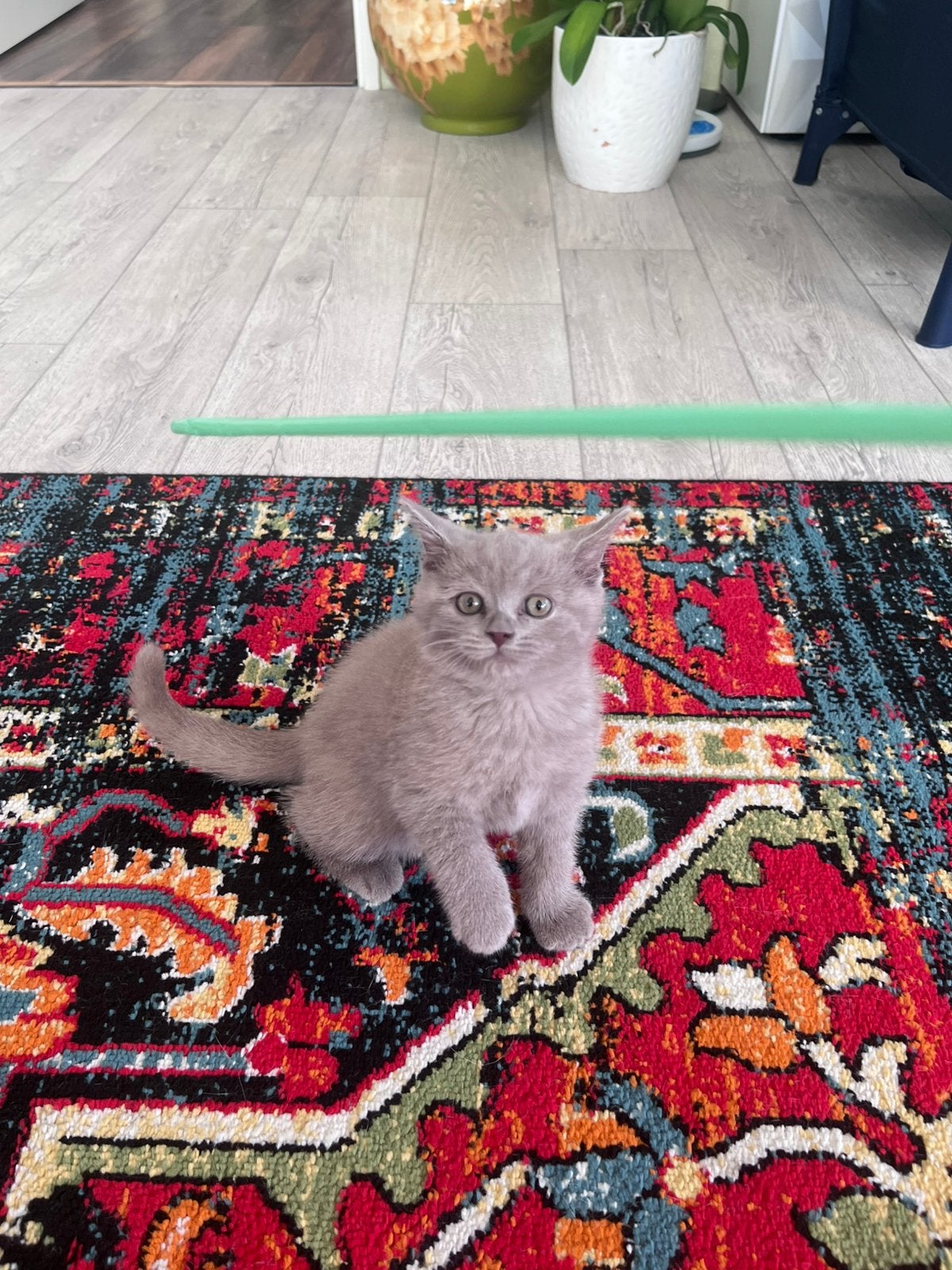 Britse korthaar katertje, Dieren en Toebehoren, Katten en Kittens | Raskatten | Korthaar, Kater, Ontwormd, 0 tot 2 jaar