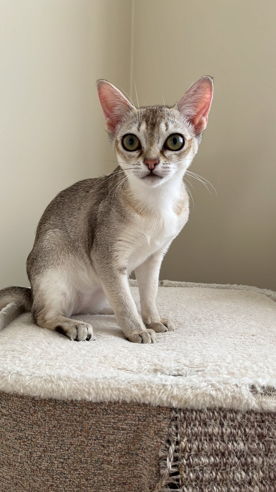 Singapura poes, Poes