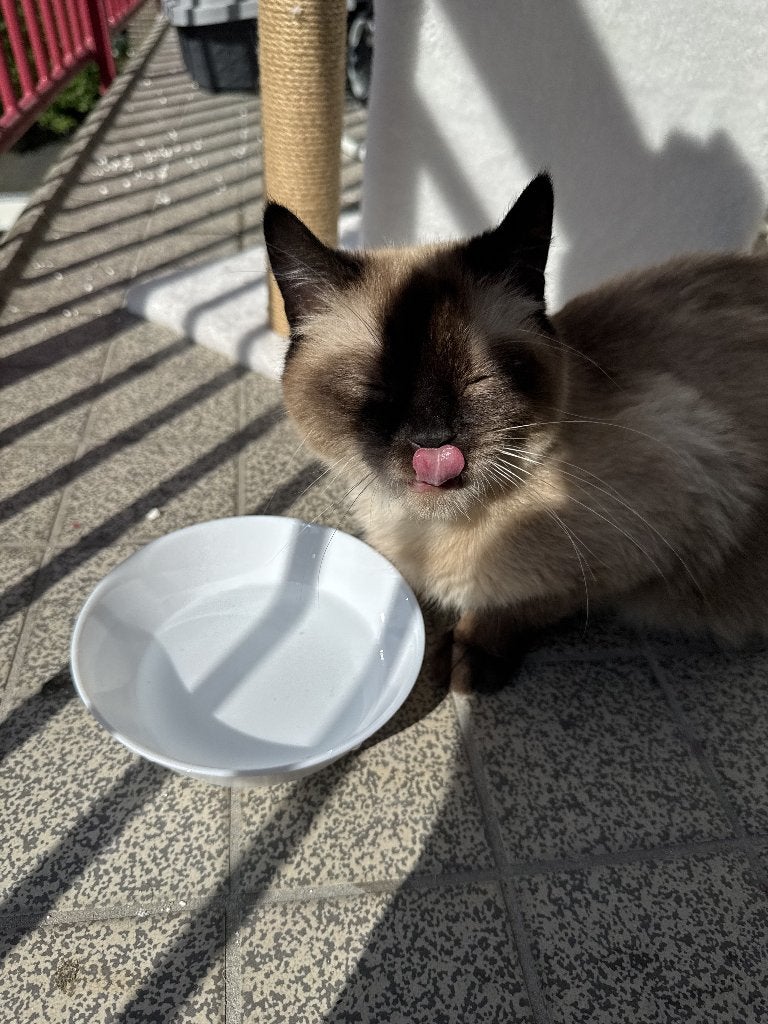 Zachte Thai Siamese Seal Point Chica zoekt nieuw thuis, Poes, Ontwormd, 0 tot 2 jaar