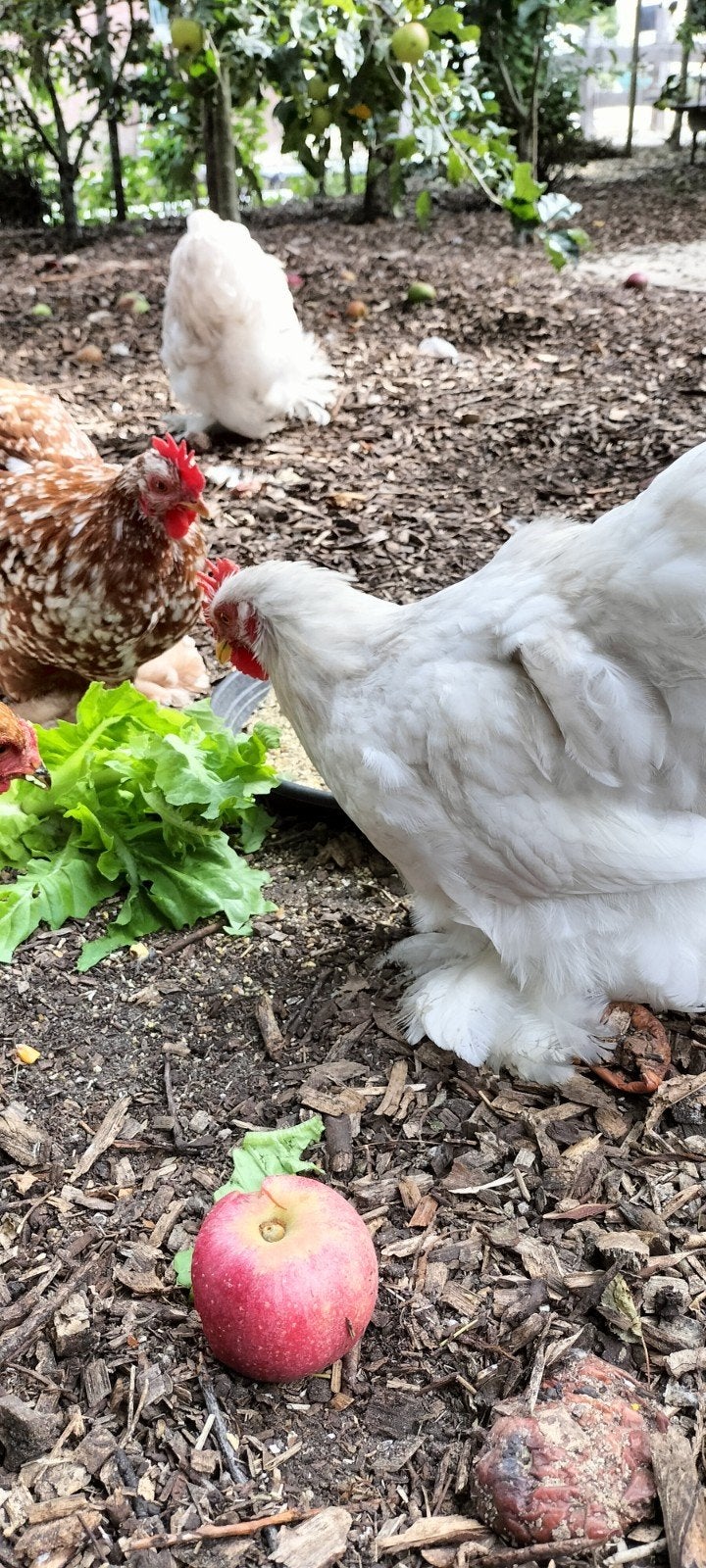 Chochin haantjes, Dieren en Toebehoren, Mannelijk, Kip