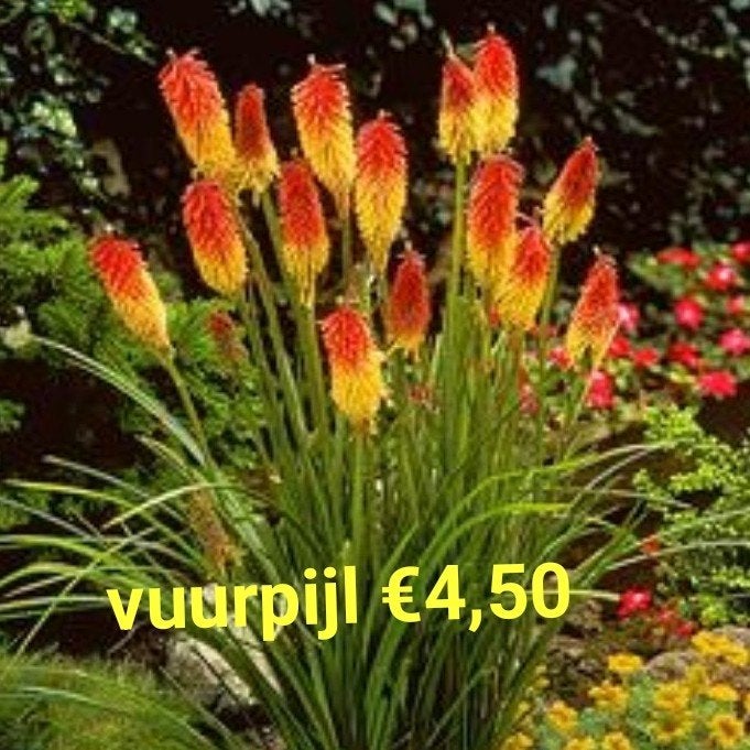 vuurpijlplanten, Ophalen of Verzenden, Volle zon