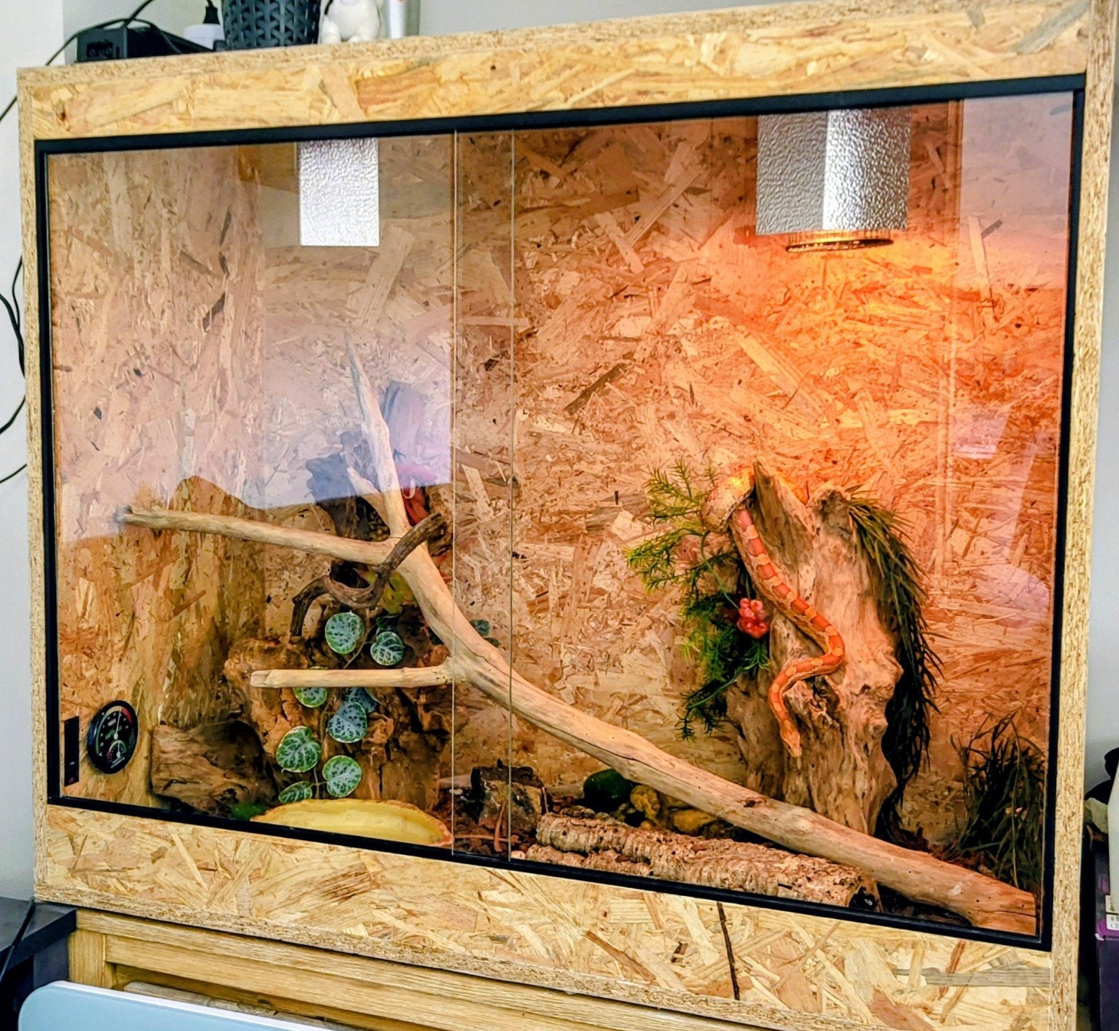 Terrarium met 3 rattenslangen incl. toebehoren en voedsel, Slang, Met terrarium, 3 tot 6 jaar
