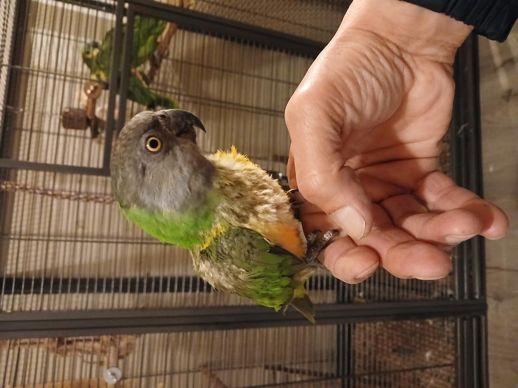 Prachtige tamme bonte boer ., Dieren en Toebehoren, Mannelijk, Papegaai, Tam