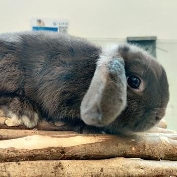 Dwergkonijntjes te koop, Dieren en Toebehoren, Konijnen, Meerdere dieren, Dwerg, Hangoor
