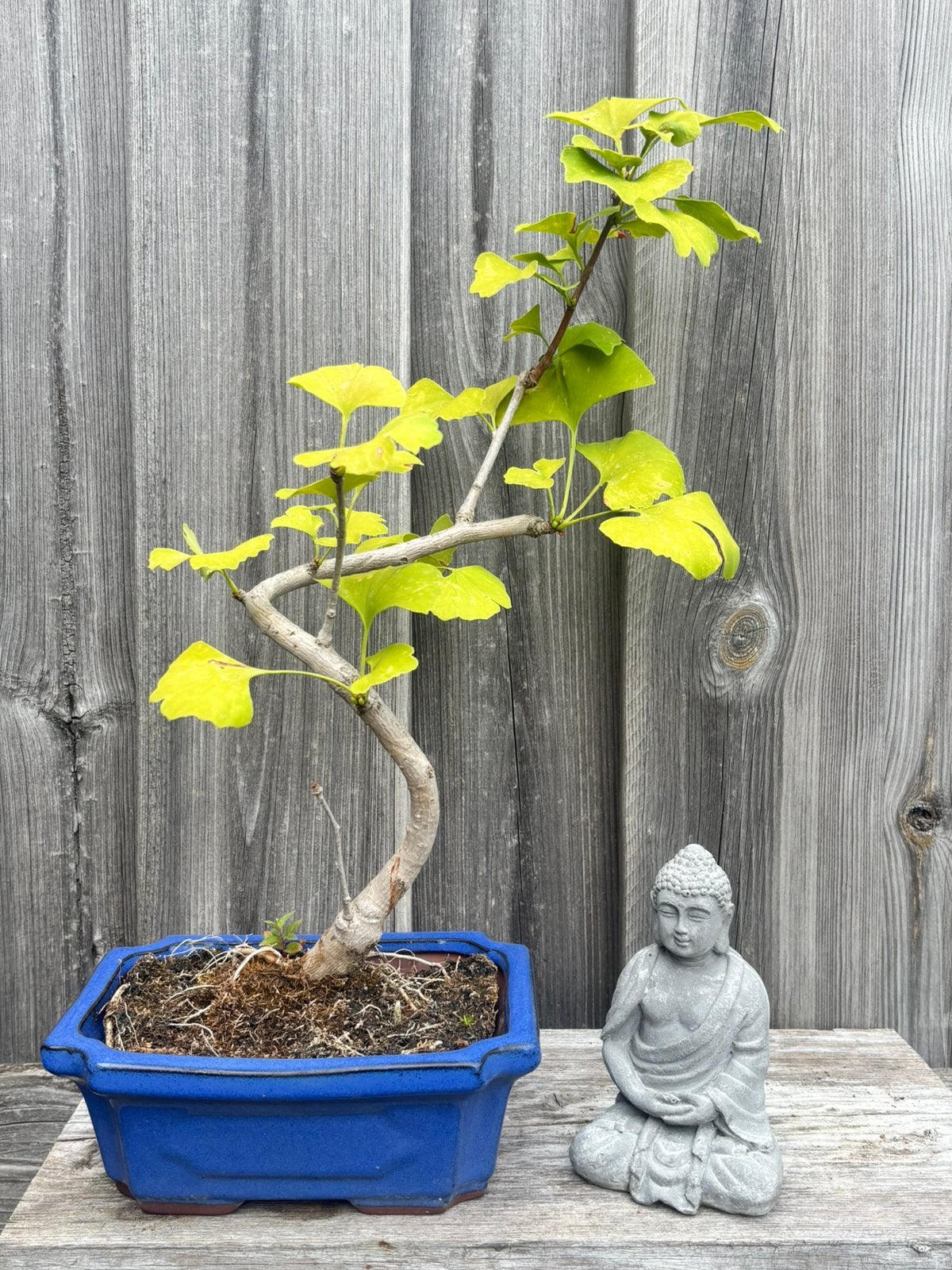 Ginkgo bonsai, Ophalen, Bloeit niet, Halfschaduw, Overige soorten