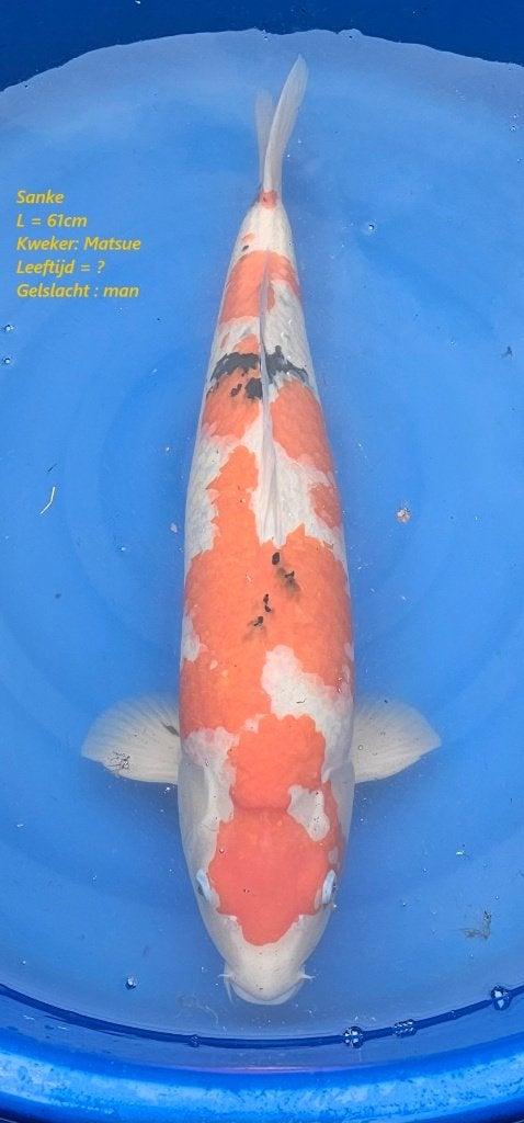 Sanke-Matsue-62cm-male, Karper of Koi