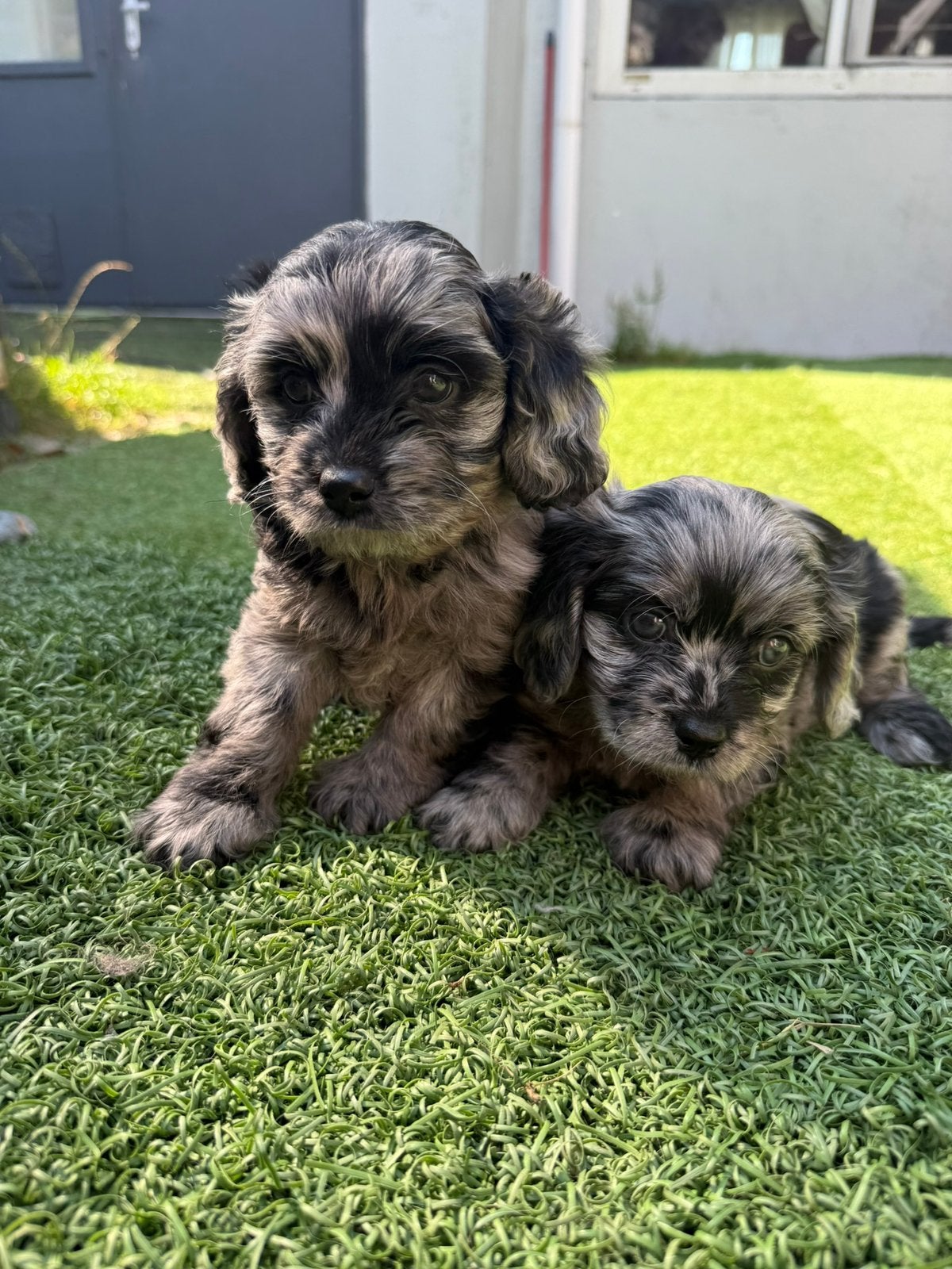 Prachtige Cavapoo pups beschikbaar, Standaard, Nederland, 8 tot 15 weken, Korthaar