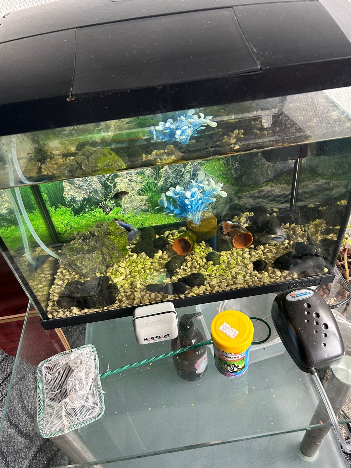 Prima aquarium met vissen en toebehoren, Dieren en Toebehoren, Ophalen, Gebruikt