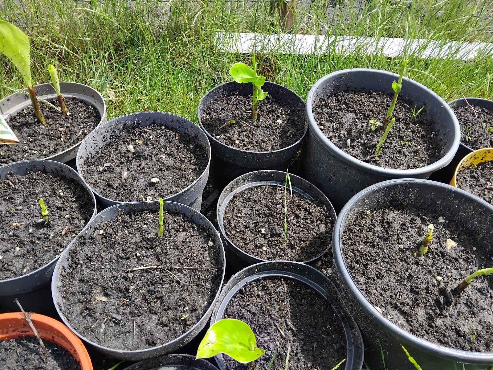 Canna planten, rode bloem, Ophalen, Overige soorten, Volle zon