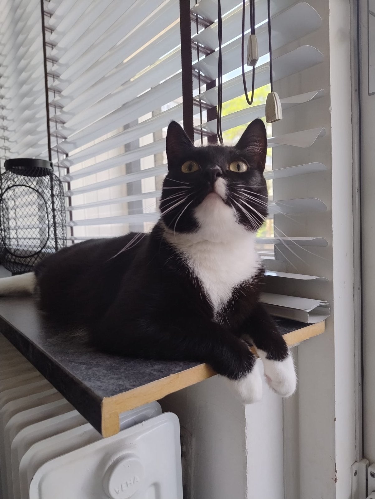 2 lieve broertjes hebben een nieuwe thuis nodig, Kater, Kortharig, 0 tot 2 jaar