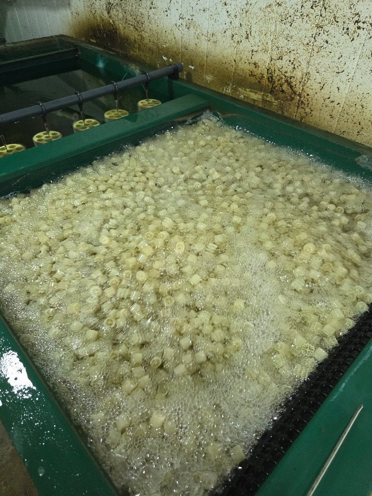 Te koop 200 ltr Helix / BWB in zakken 50 ltr voor Koivijver, Karper of Koi