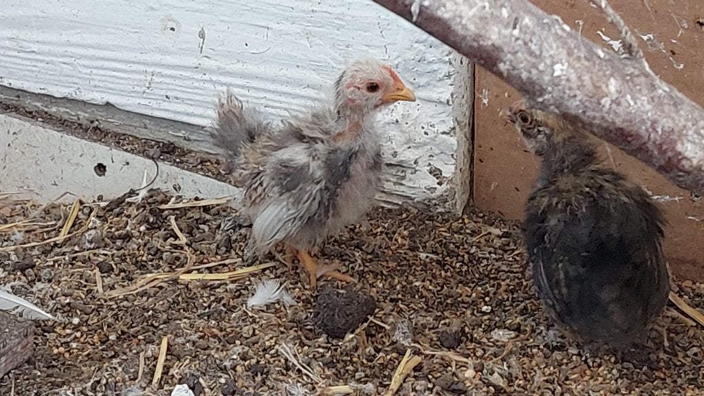 Serama, Dieren en Toebehoren, Mannelijk, Kip