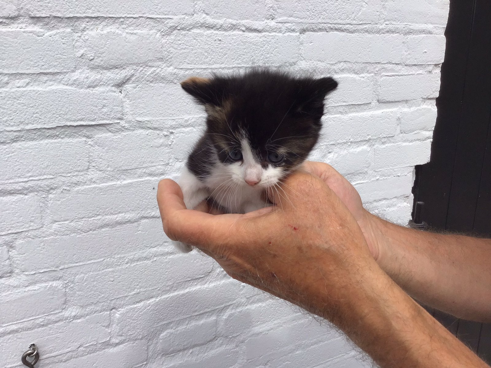 Boerderijkitten, Poes