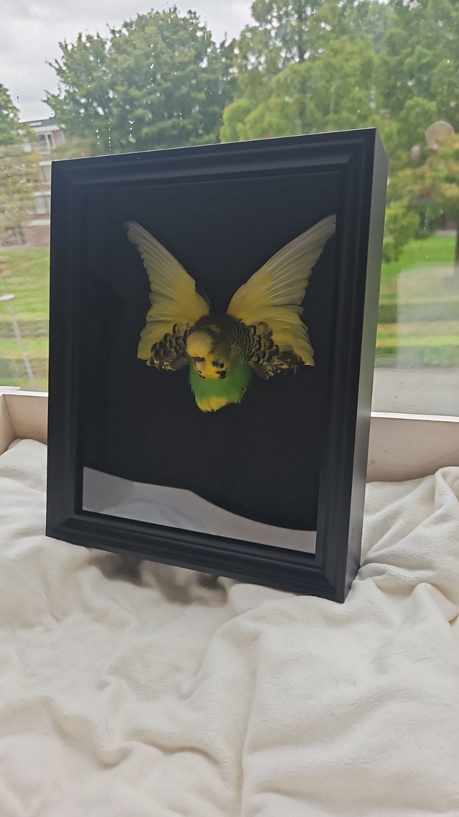 ingelijste opgezette parkiet, Verzamelen, Ophalen of Verzenden, Nieuw, Vogel, Opgezet dier