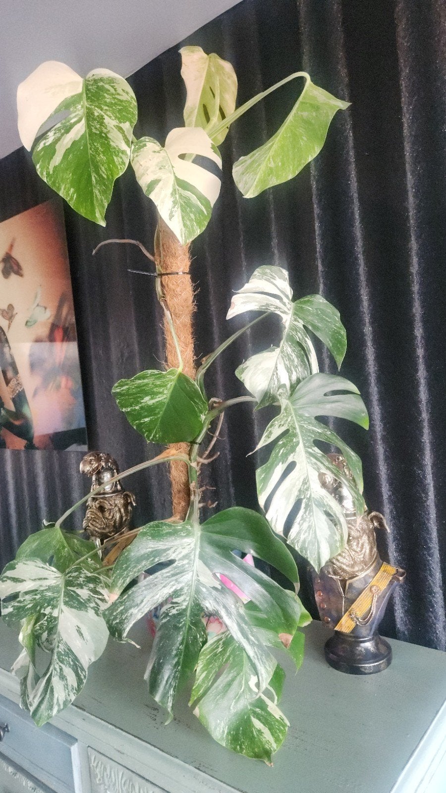 Monstera Albo Variegata - 120 hoog  Prachtige r, Overige soorten, Vaste plant, Ophalen of Verzenden, Bloeit niet