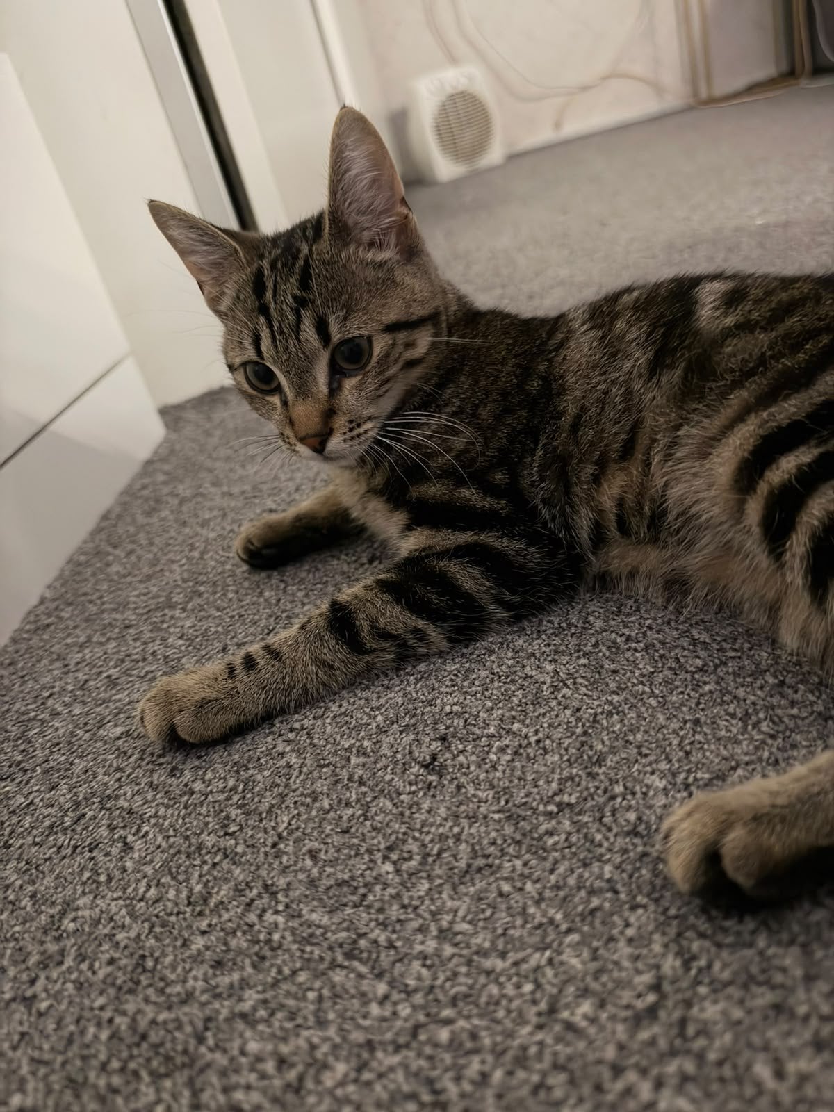GRATIS lieve kitten, Dieren en Toebehoren, Kater