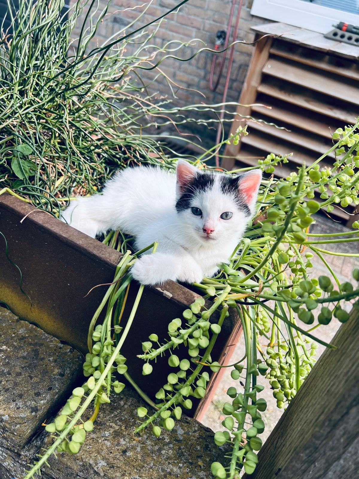 Kittens, Dieren en Toebehoren, Katten en Kittens | Overige Katten, Meerdere dieren