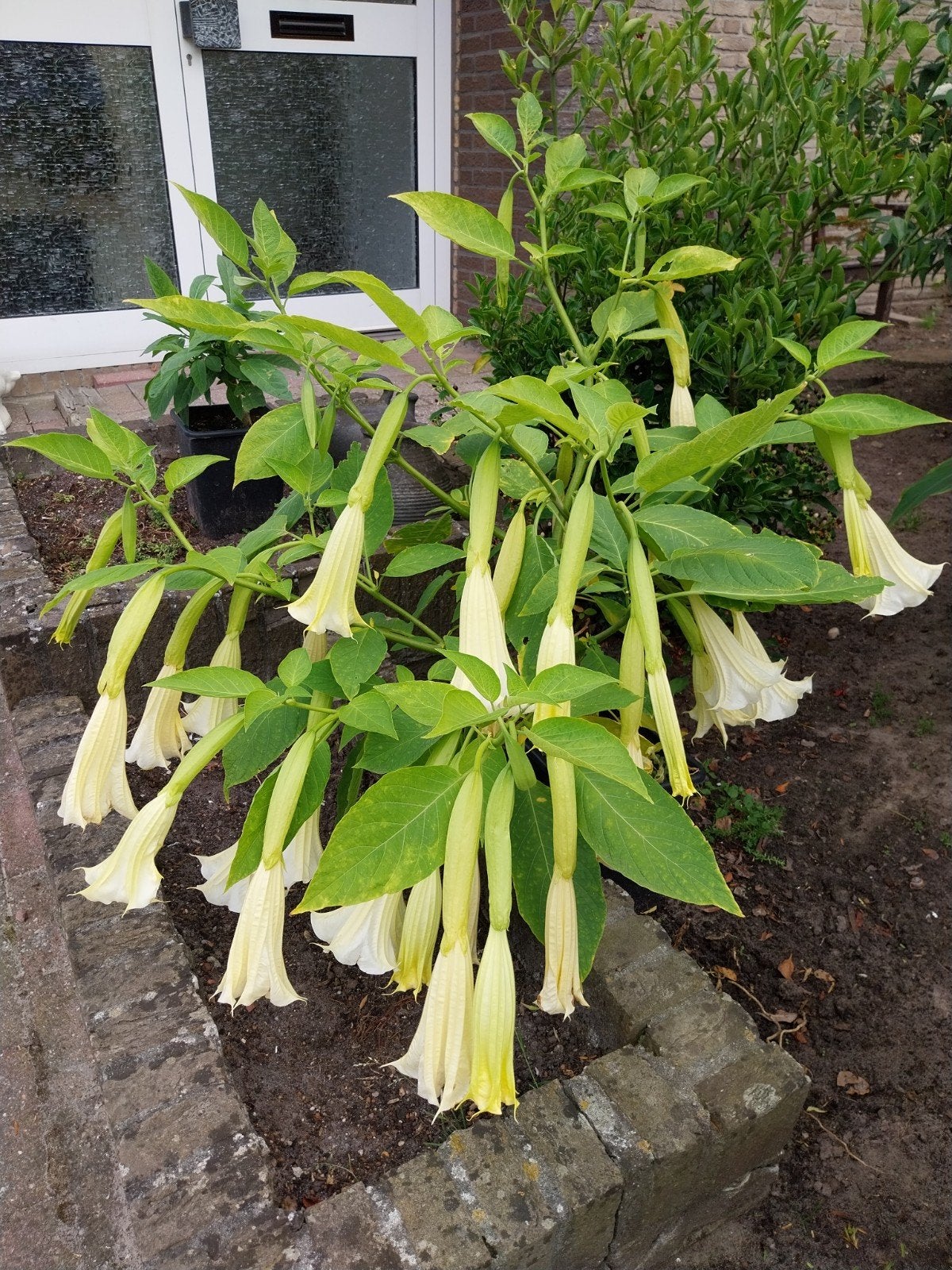 Bloeiende Witte Trompetplant - Brugmansia, Volle zon, Vaste plant, Zomer, Ophalen