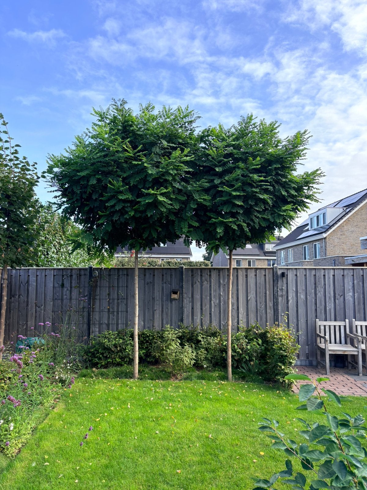 Prachtige bolacasia’s, 2 stuks stamhoogte 220cm omtrek 20 cm, Ophalen, Halfschaduw