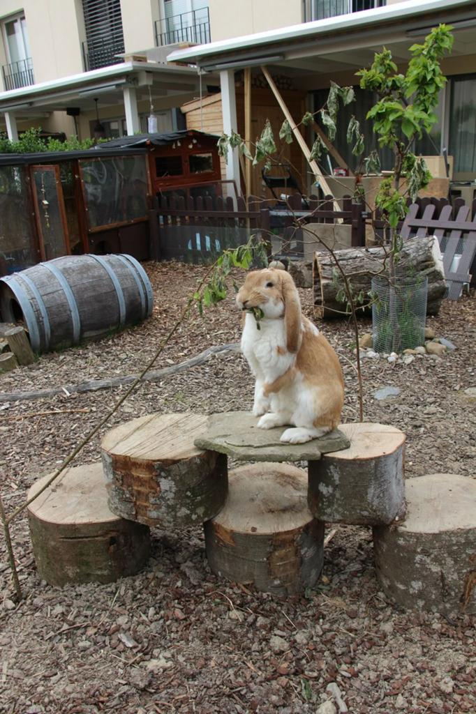 Gezocht: Verrijking Konijn, Dieren en Toebehoren, Konijnen, Groot