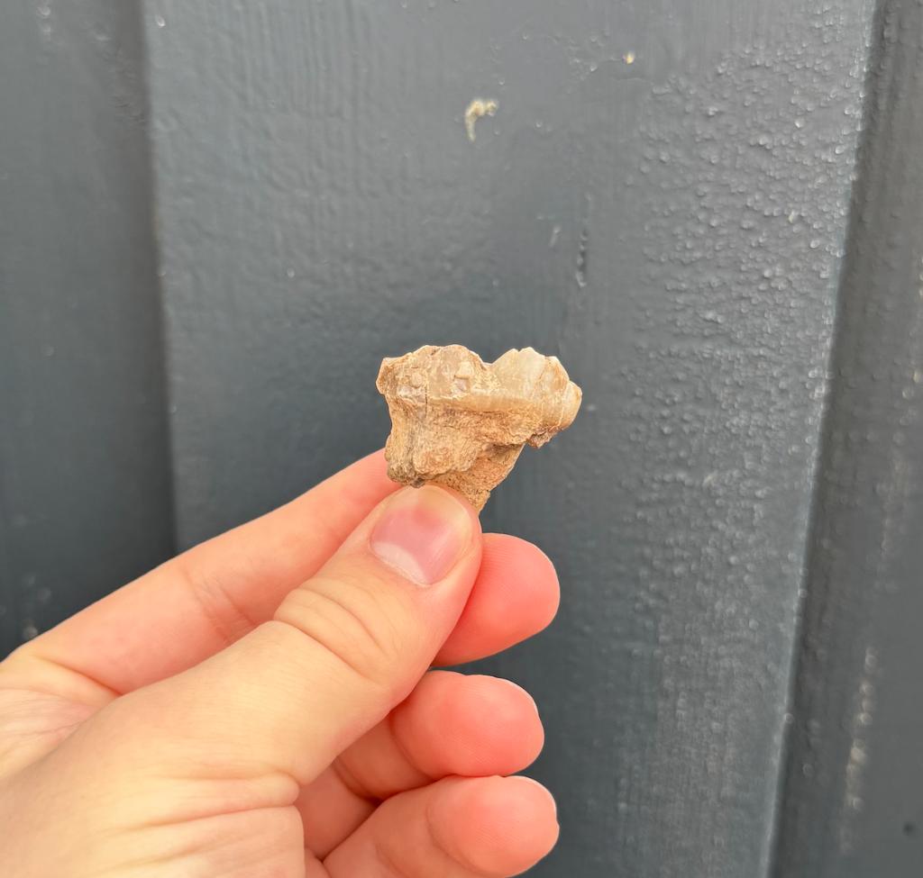 holenbeer kies fossiel, Verzamelen, Mineralen en Fossielen, Ophalen of Verzenden, Fossiel