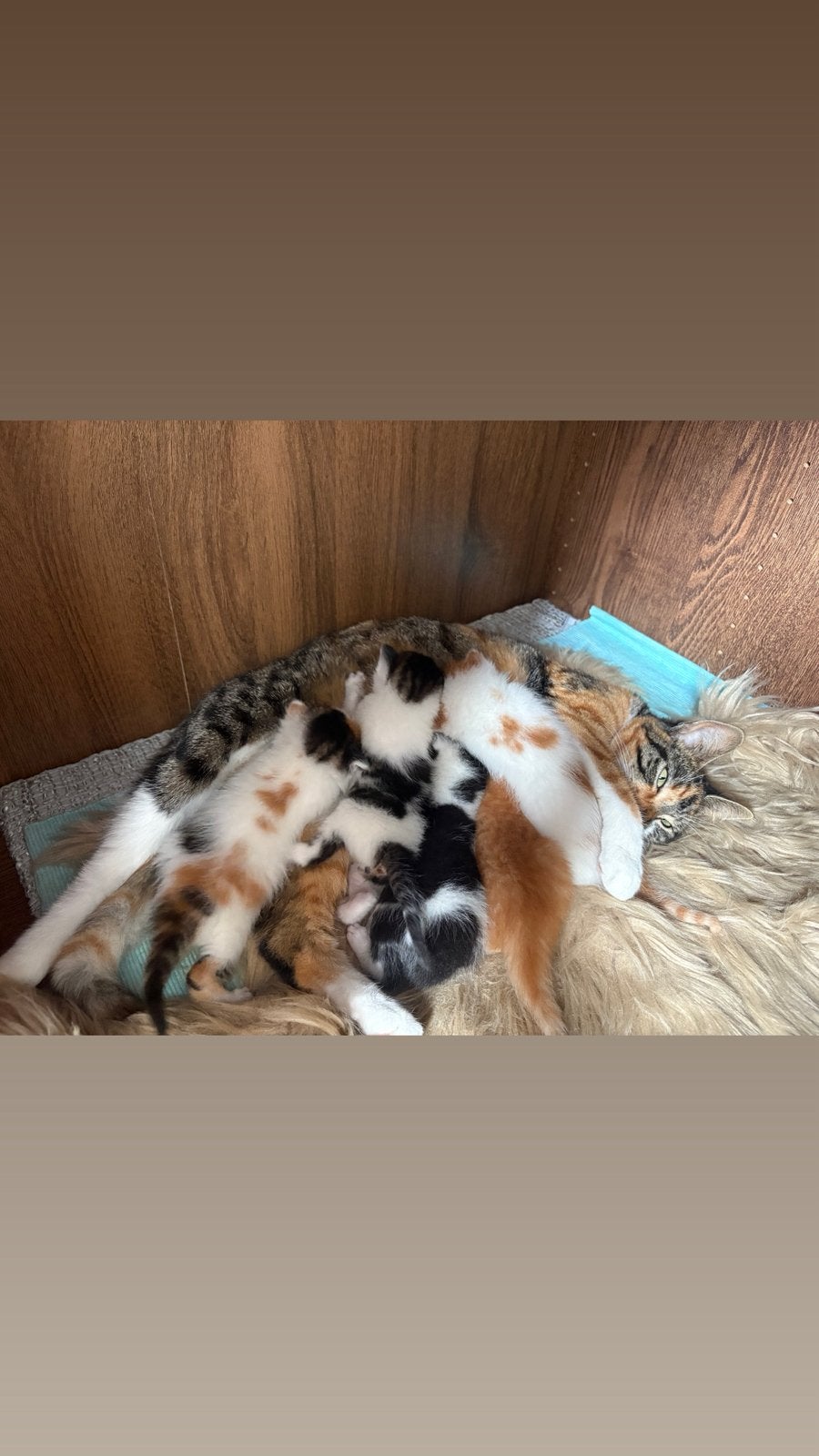 Kittens europese kort haar, Dieren en Toebehoren, Geslacht onbekend, Kortharig, 0 tot 2 jaar