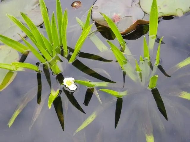 Krabbenscheer (Stratiotes aloides) - Waterzuiverende vijverp, Tuin en Terras, Planten | Tuinplanten, Volle zon, Vaste plant, Ophalen of Verzenden