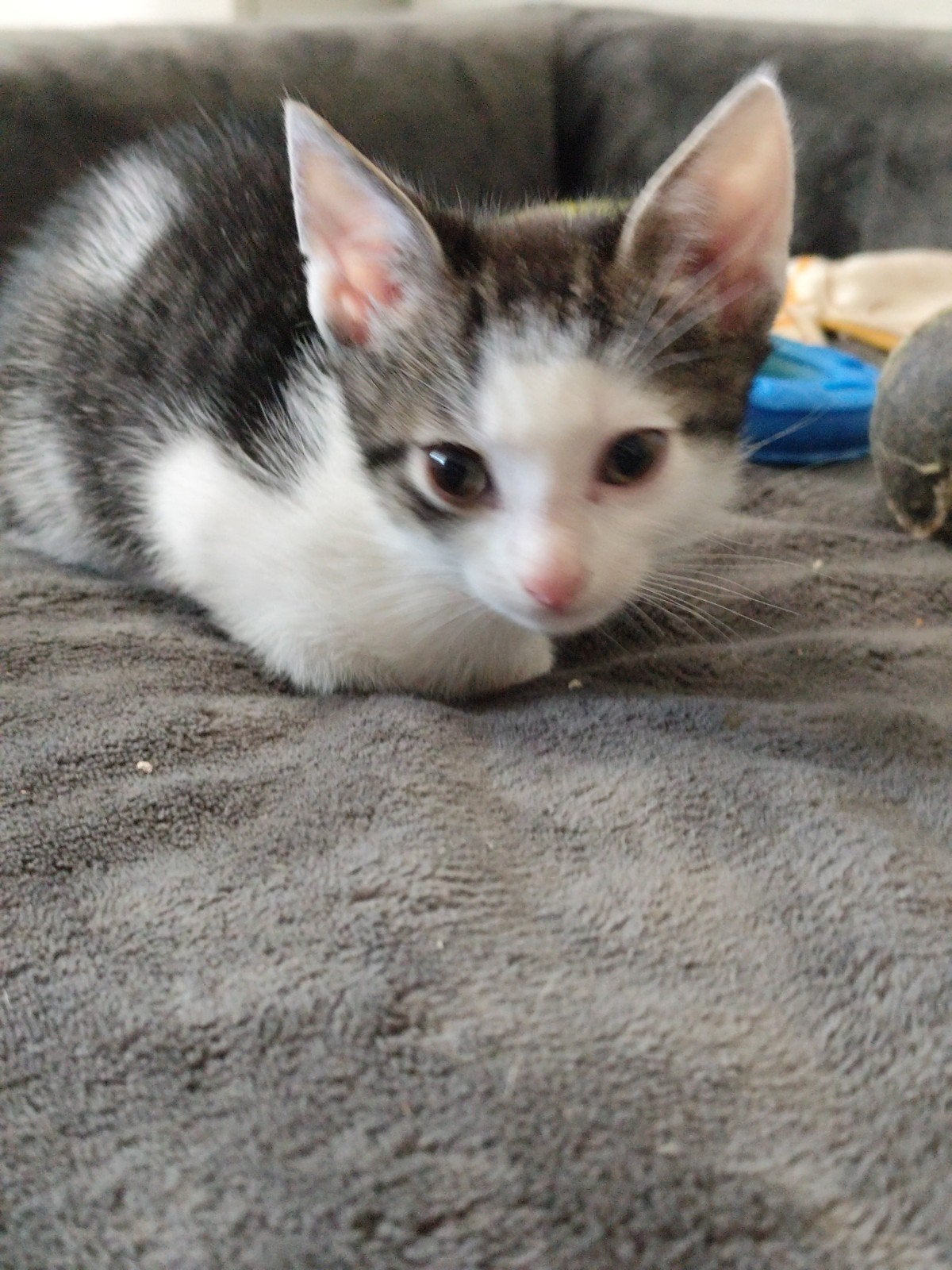 Europese korthaar poes, Dieren en Toebehoren, Katten en Kittens | Overige Katten, Meerdere dieren