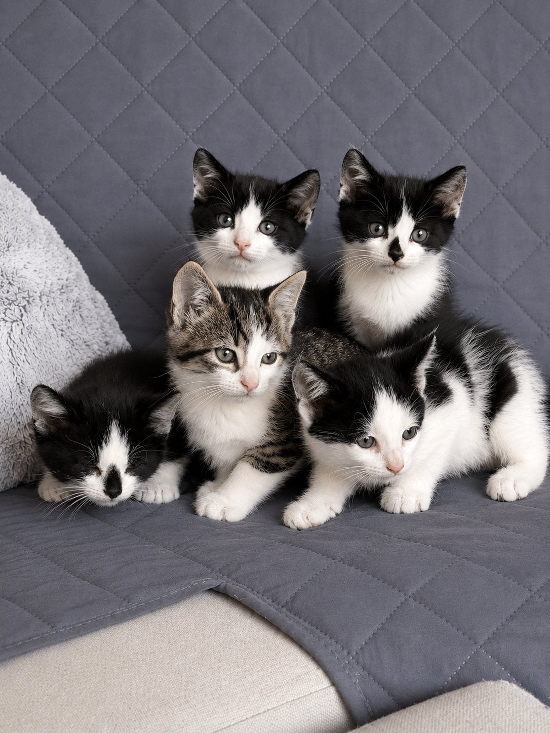 Super lieve schattige aanhankelijke kittens💕 m/v, Meerdere dieren, Gechipt, 0 tot 2 jaar