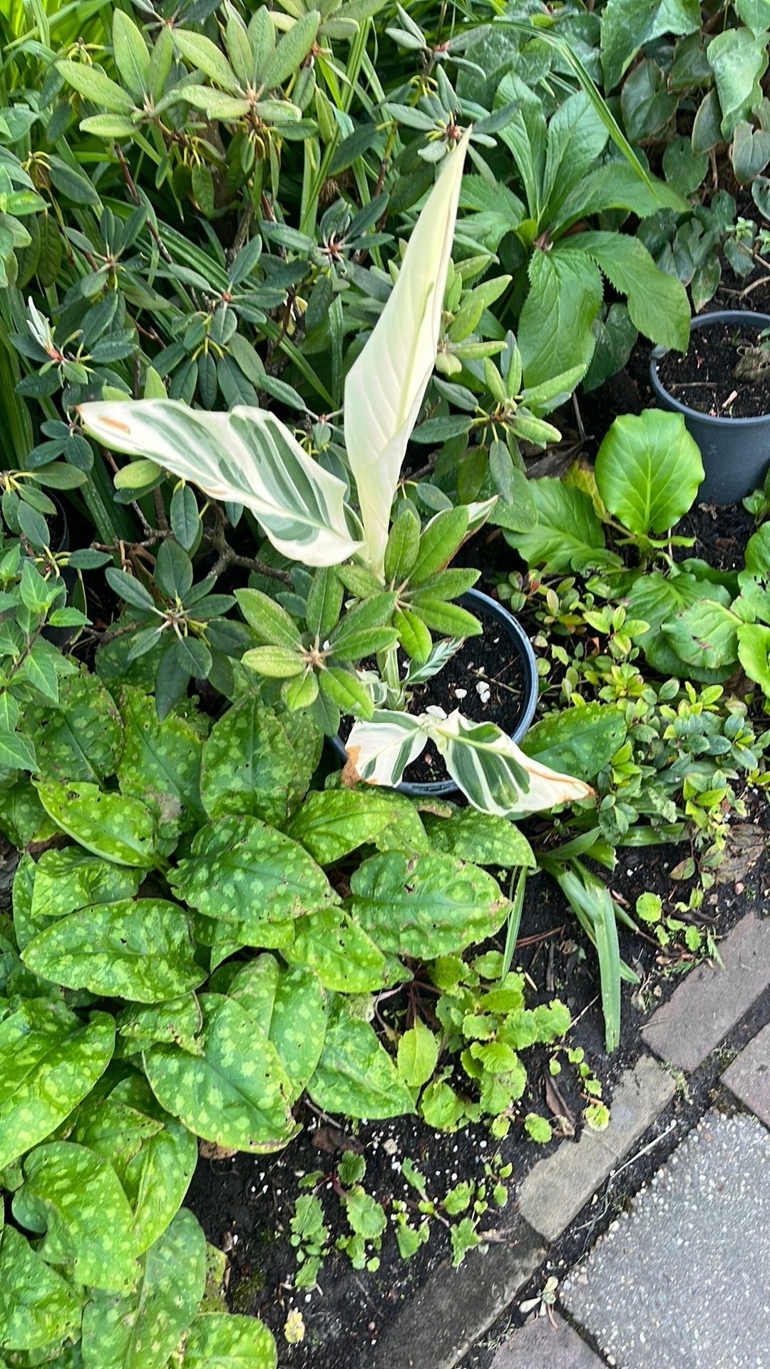 Diverse tuin planten, Tuin en Terras, Ophalen, Overige soorten, Minder dan 100 cm