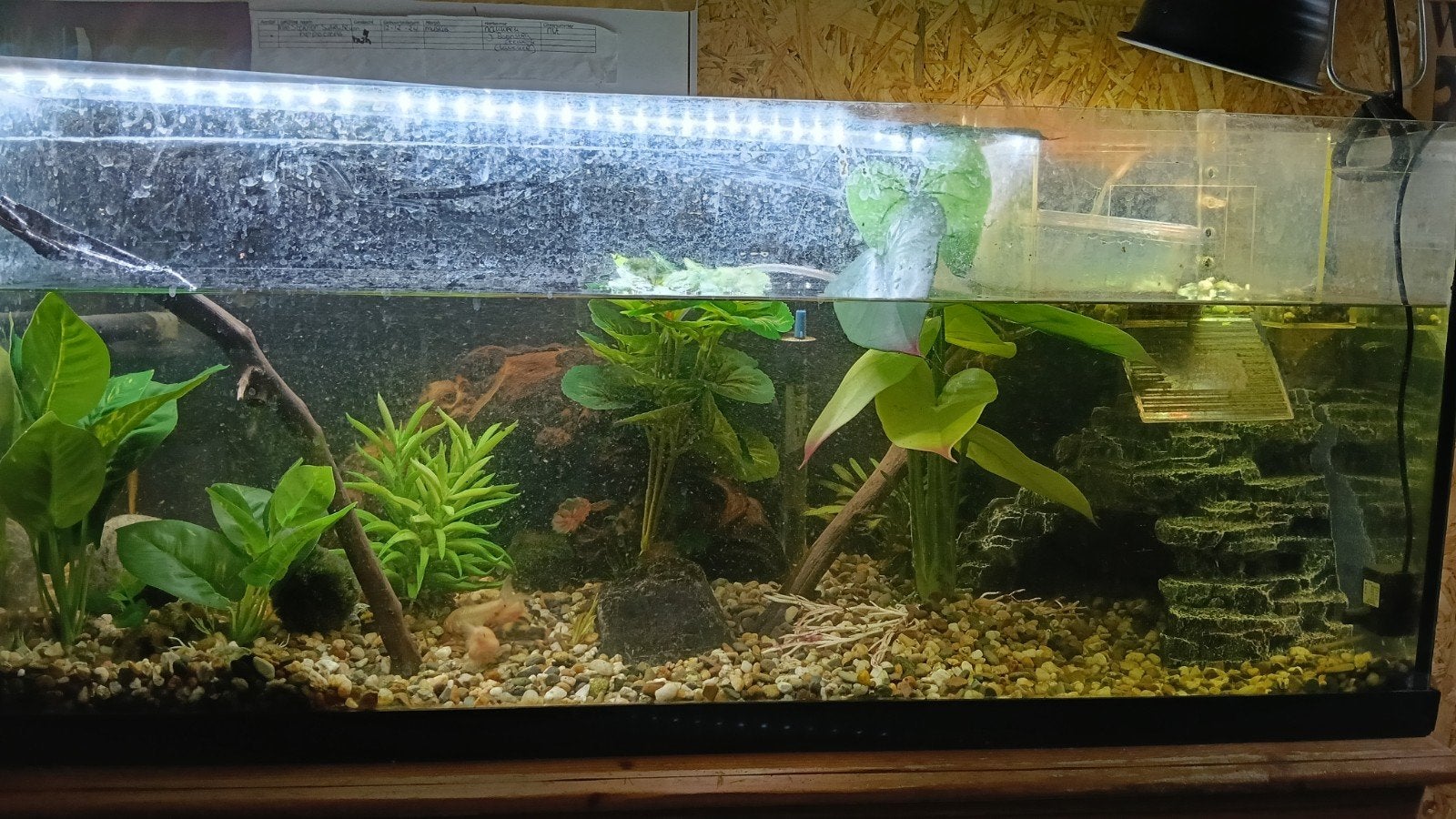 Muskus schildpad + Aquarium + vissen, Vis, Zoetwatervis, Schoolvis