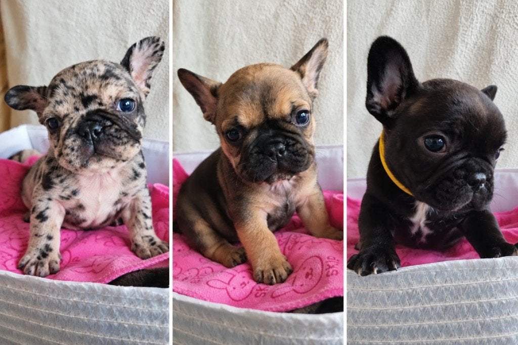 Prachtige Franse bulldog puppy’s, Dieren en Toebehoren, België, Particulier, 8 tot 15 weken, Teef
