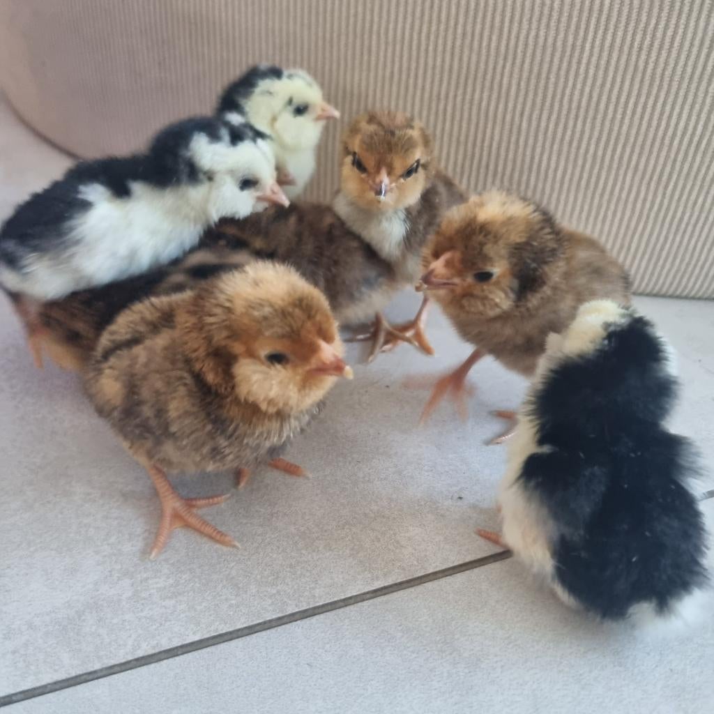 Antwerpse baardkriel kuikens porselein en zwart wit gepareld, Dieren en Toebehoren, Geslacht onbekend, Kip