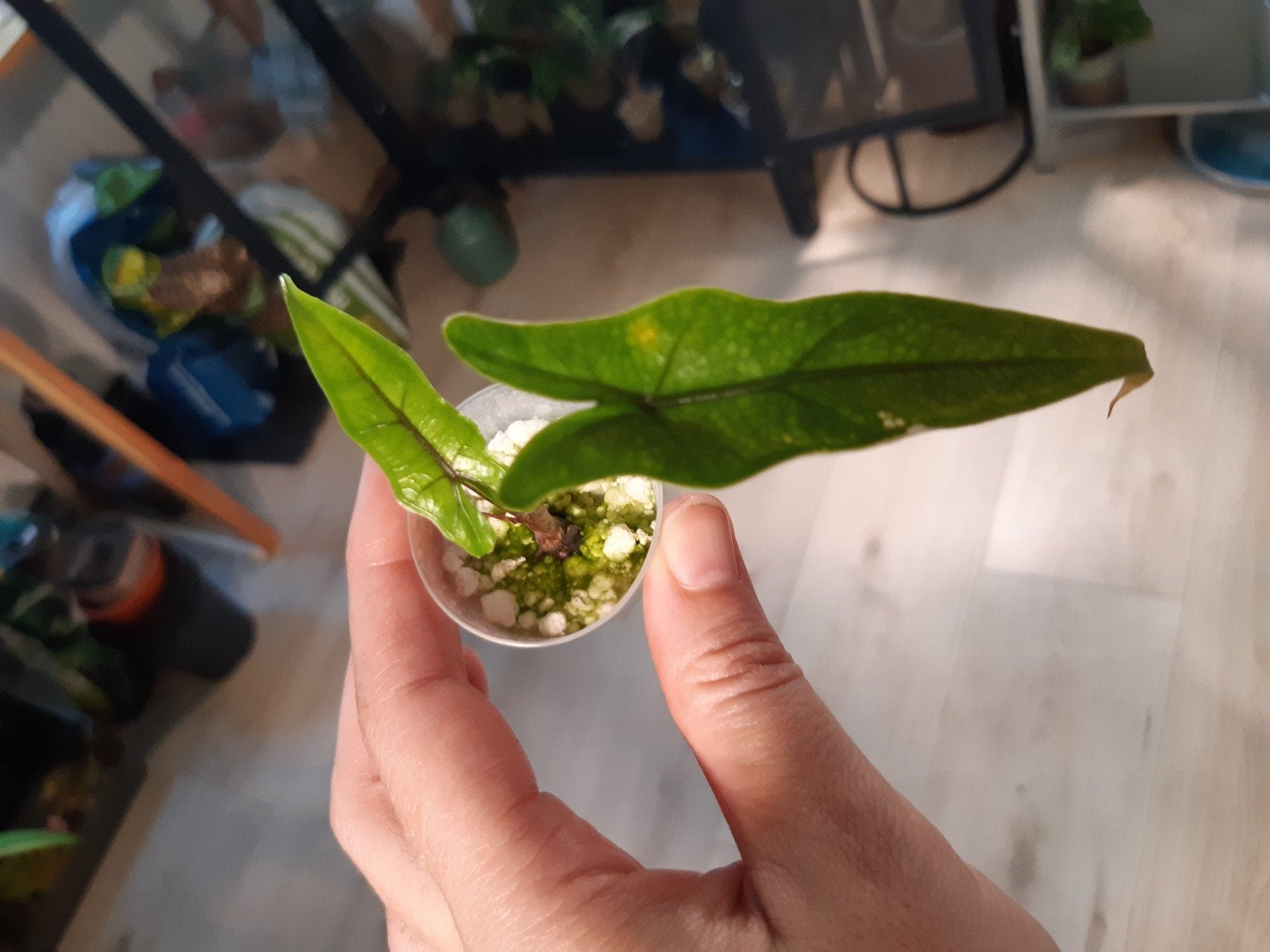 alocasia sabrina narrow form, Ophalen of Verzenden, Halfschaduw, Minder dan 100 cm