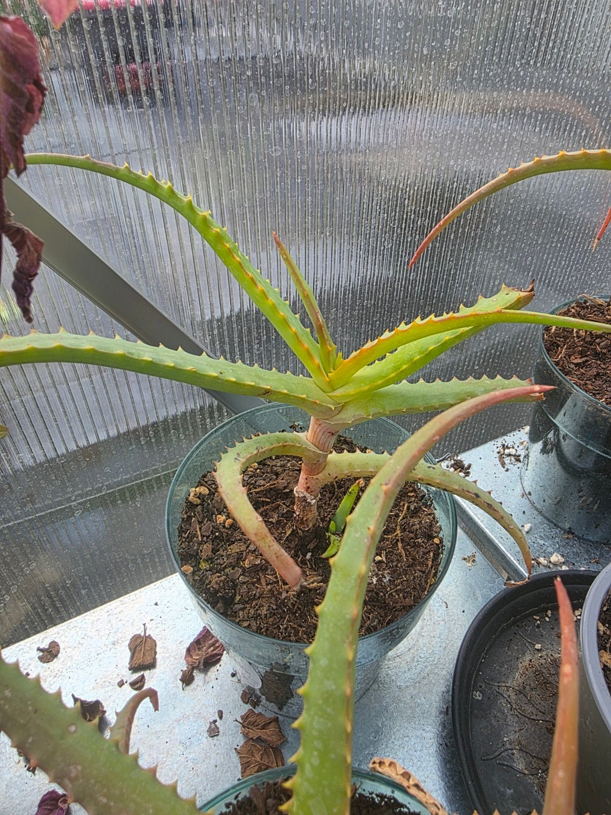 Kandelaars aloëvera, Volle zon, Vaste plant, Winter, Ophalen