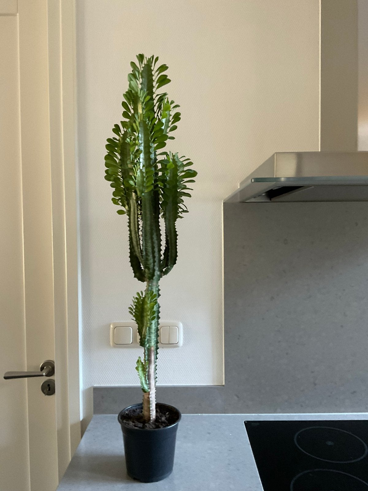 Grote Cactus, Huis en Inrichting, Kamerplanten, Ophalen, Cactus, Volle zon, Minder dan 100 cm