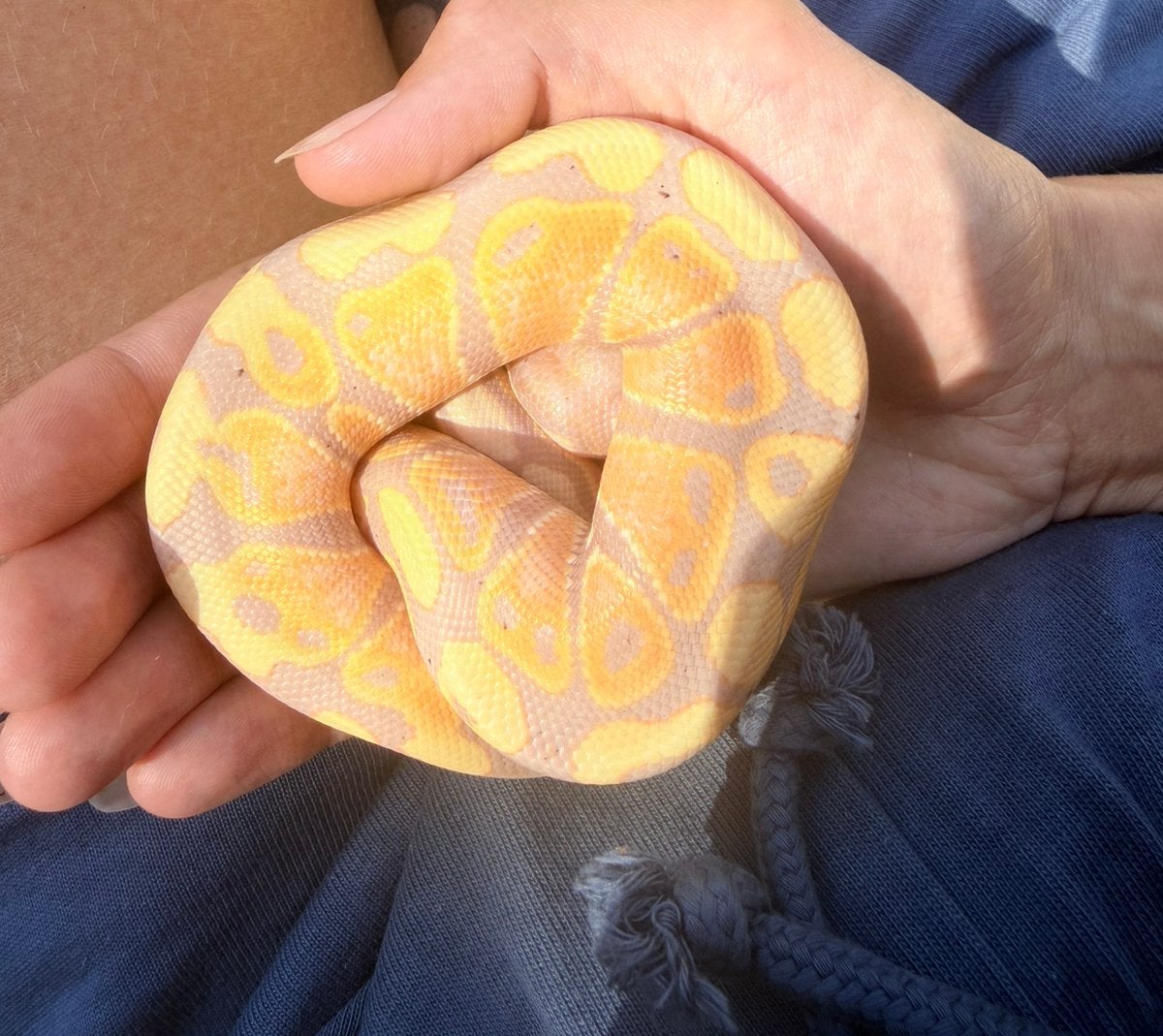 1.0 banana pastel ball python Ball Python - male for sale from zoetjeloetje079