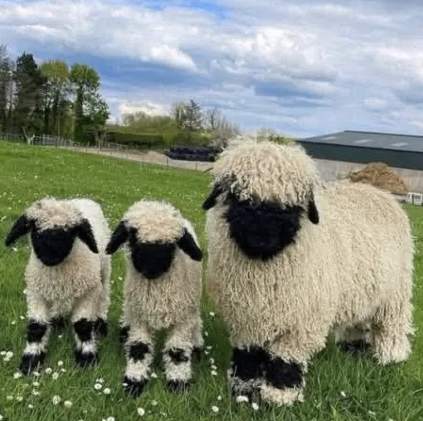 Walliser swarznause kruising gevraagd, Vrouwelijk, Schaap, 0 tot 2 jaar