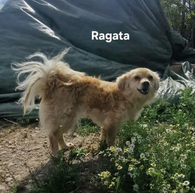 Ragata zoekt baasje, Dieren en Toebehoren, Honden | Niet-rashonden, Particulier, 1 tot 2 jaar, Buitenland, Teef
