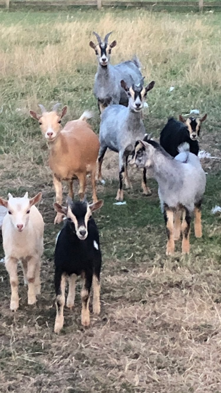 Dwerggeit bokjes, Dieren en Toebehoren, Schapen, Geiten en Varkens, Meerdere dieren, Geit, 0 tot 2 jaar