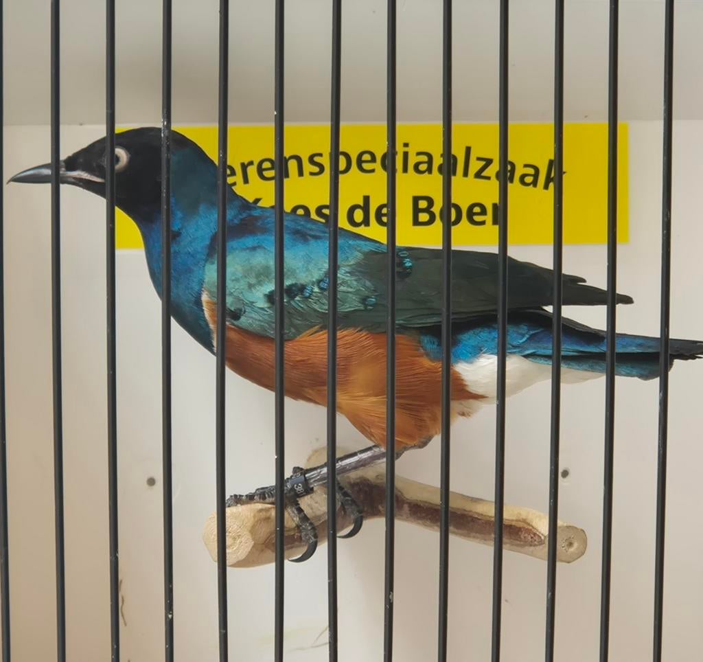 Driekleur glansspreeuw man, Mannelijk, Geringd