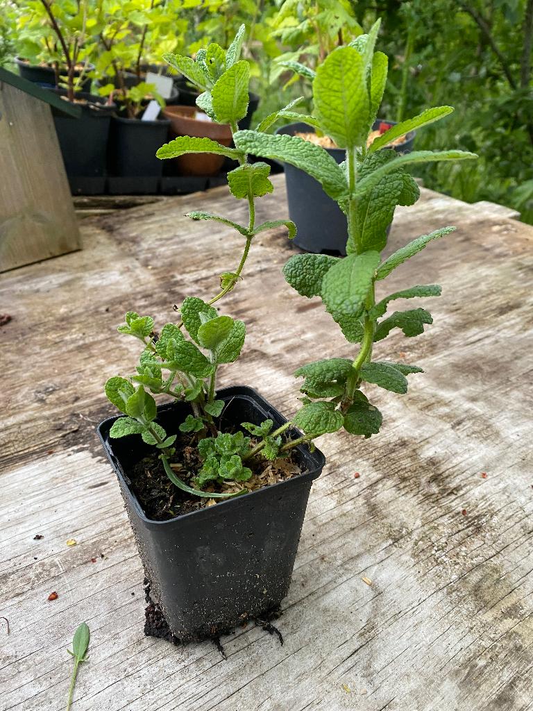 Appelmunt (mentha suaveolens), Ophalen, Volle zon, Vaste plant, Kruiden